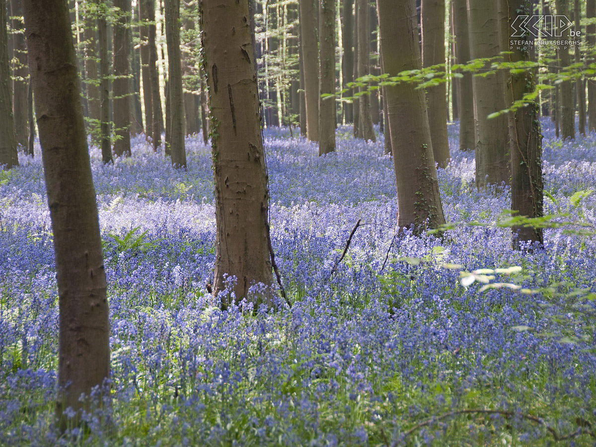 Hallerbos  Photos of the Hallerbos (Dutch for Halle forest) with its bluebell carpet (Hyacinthoides non-scripta) which covers the forest floor for a few weeks during spring.  Stefan Cruysberghs